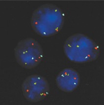 FISHViewԭλ�s������ϵ�y(t��ng)