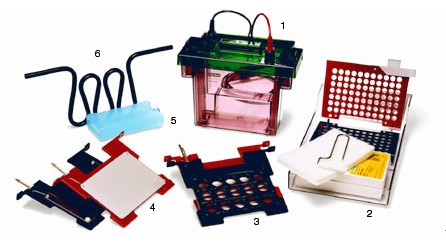 ����(l��)Trans-Blot�D(zhu��n)ӡ��