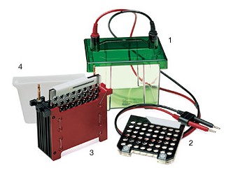 ����(l��)С��Trans-Blot�D(zhu��n)ӡ��